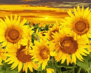 Auksinės saulėgrąžos